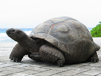 Aldabra Giant Tortoise, Seychelles' gentle giants, Conservation success story, Ancient reptiles HD wallpaper