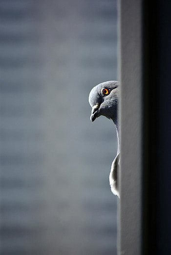 Funny, Animals, Bird, Dove HD phone wallpaper