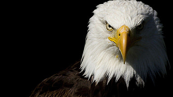 Majestic eagles, Powerful birds of prey, National symbols HD wallpaper