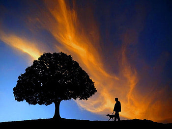 Walk with a friend (for John], dog, man, tree, sunset HD wallpaper