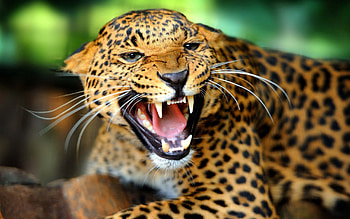 Animals, Cheetah, Grin, Predator, Big Cat, Sight, Opinion HD wallpaper