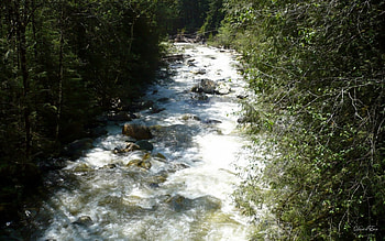 Down Stream Clear Water Creek, creek, washington, , water, forest HD wallpaper