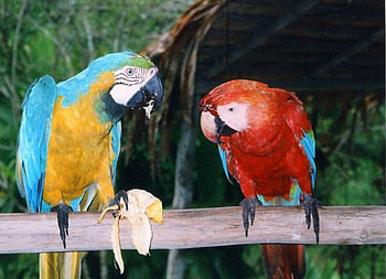 Macaws eating banana, macaws, banana, birds HD wallpaper