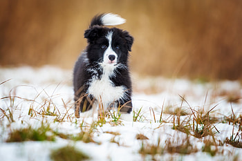 Border Collie running, dog, winter, animal, running, cute, puppy, border collie, iarna, kerstin benz, caine HD wallpaper