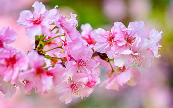 Cherry Blossom, Spring HD wallpaper