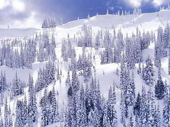 Pine Trees, winter, pine, snow, trees, forest HD wallpaper