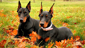 Animals, Grass, Autumn, Leaves, Dobermans, Park, Couple, Pair, Lie, To Lie Down HD wallpaper