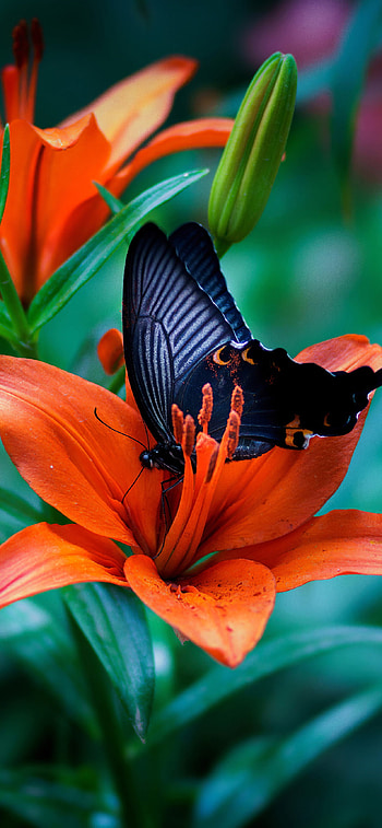 Papilio protenor, Butterflies HD phone wallpaper