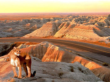 puma, cats, nature, south dakota HD wallpaper