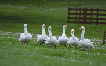 Goose , Top backgrounds, High-resolution , Wildlife graphy HD wallpaper