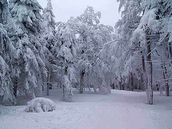 beautiful czech winter, winter, nature, forest, snow HD wallpaper