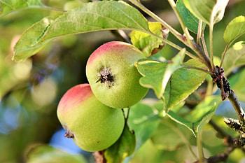 Apple Tree, Hardy apple trees, Rural dreams, Zone 2 & 3 HD wallpaper