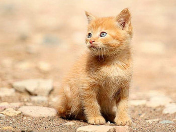 Kitten, cats, kitties HD wallpaper