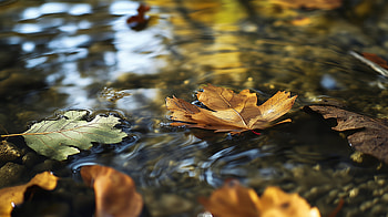 Autumn Reflections: of Fall Leaves on a Tranquil Lake, fall leaves, reflection, lake HD wallpaper