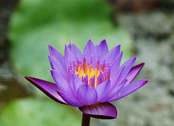 Blue, water lily, flower, bloom HD wallpaper