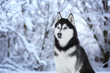 Alusky, Cute Husky, Animals, Michelle Thompson HD wallpaper