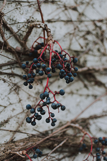 Berries, Macro, Bunch HD phone wallpaper