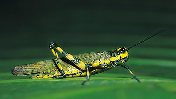 Grasshopper, Wildlife, Backgrounds HD wallpaper