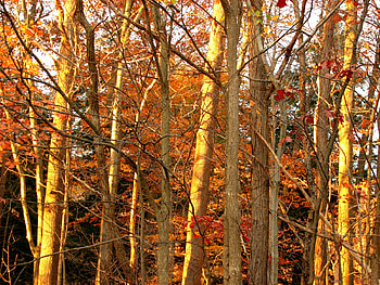 golden forest, golden, trees, ohio, sunlight HD wallpaper
