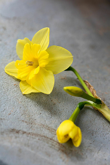 Vibrant yellow petals, Daffodil varieties, Charming appearance, Great HD phone wallpaper