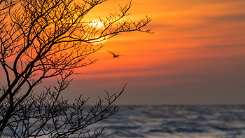 Closeup View Of Tree Branches Sunset View Ocean Silhouette Background Nature HD wallpaper