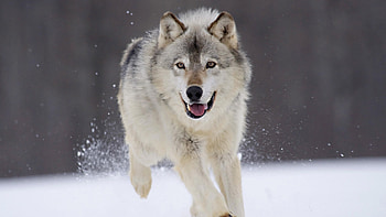 Animals, Wolfs HD wallpaper