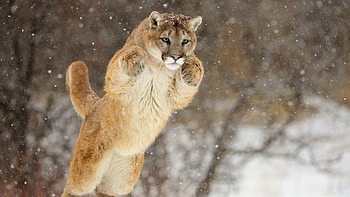 Cougar, Elusive hunter, Stealthy predator, Wilderness inhabitant HD wallpaper