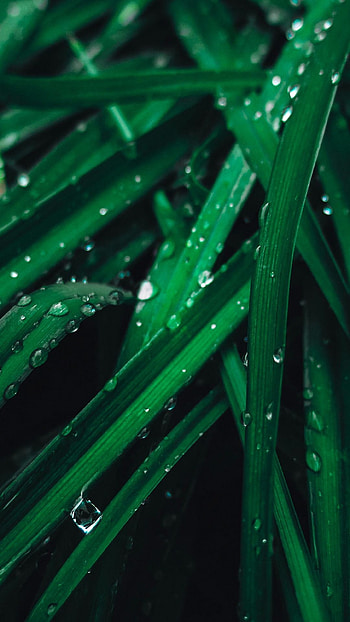 Drops close up green grass , Graphic , Aesthetic greens, Vivid drops HD phone wallpaper