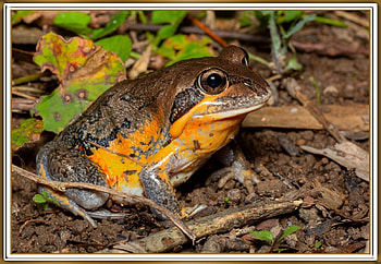 FRAMED FROG, NATURE, FROG, , FRAMED HD wallpaper