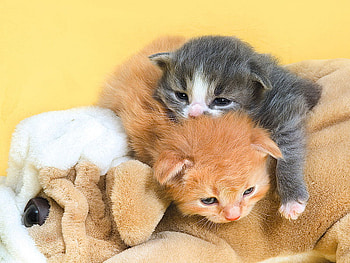 This Being Good Is The Pitts, kitten, cat, feline, domestic cat HD wallpaper