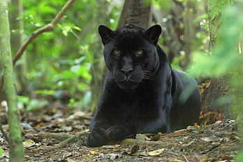 Black Panther, Animal, , Background HD wallpaper