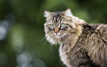 Animals, Glare, Cat, Fluffy, Muzzle HD wallpaper