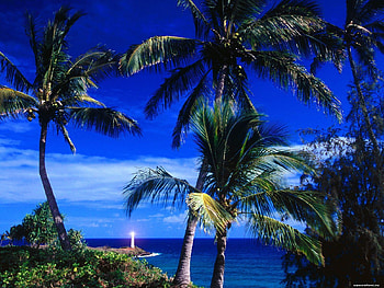Palm Beach, sea, lighthouse, palm, clouds, sky, nature, beach HD wallpaper