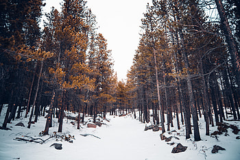 Winter, Nature, Trees, Snow, Forest HD wallpaper