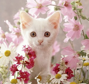 white kitty among pink flowers, cats, pink flowers, kitty, animals HD wallpaper