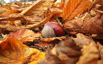 Yellow nature chestnut leaves, Autumn , Serene beauty, Seasonal vibes HD wallpaper