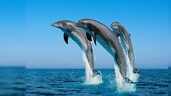 3D Live For Laptop HD wallpaper