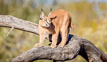 Caracal, Animals, Wildlife, Nature HD wallpaper