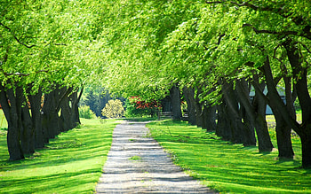 Landscape, Trees, Roads HD wallpaper