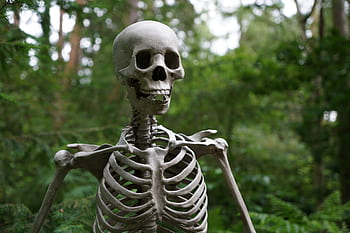 A skeleton standing in a lush forest, creating an eerie atmosphere. HD wallpaper