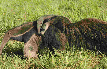 Anteater, , High quality HD wallpaper