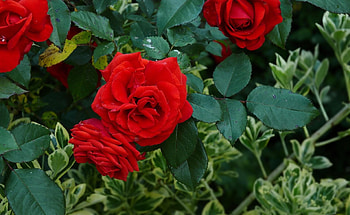 Flowers, Roses, Bush, Greens, Garden HD wallpaper