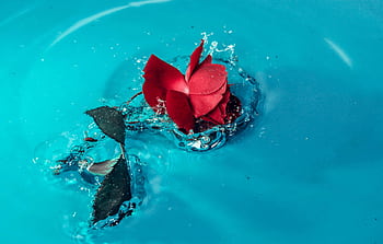 A vibrant red rose making a splash in clear blue water, capturing a dynamic moment. HD wallpaper