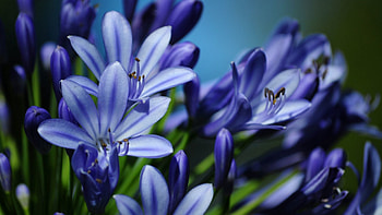 Flowers, Plant, Macro, Bloom, Flowering HD wallpaper