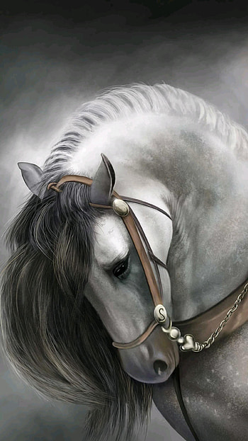 Withe Horse, caballo, white, nature, black, animal, blanco, animals HD phone wallpaper