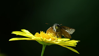 moth stock footage, High-quality videos, Nature's wonders, Unique insect behavior HD wallpaper