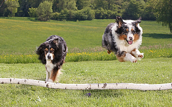 Animals, Dogs HD wallpaper