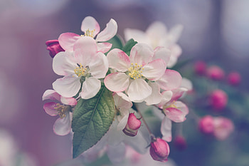 Flowering, Flowers, Wood, Tree, Bloom, Spring HD wallpaper