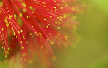 Flower, Plant, Macro, Points, Point HD wallpaper