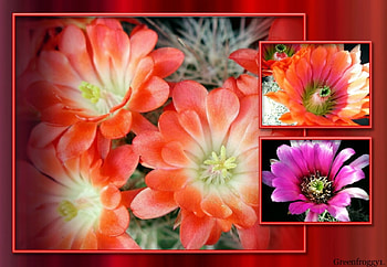 CACTI FLOWERS, CACTI, PRETTY, FLOWERS HD wallpaper